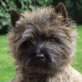 Kopfportrait eines rotgestromten Cairnterriers